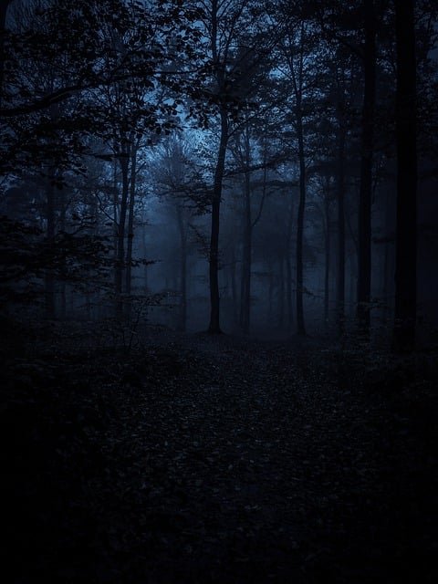 forest 7543646 640
